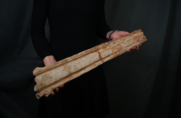 Tribuna Onchopristis numidus