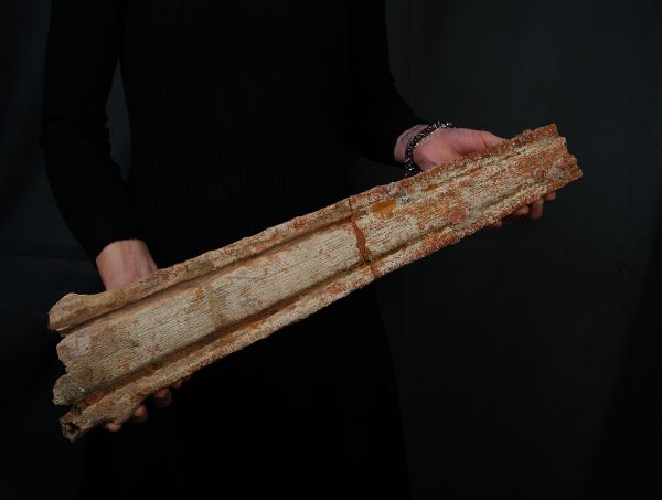 Tribuna Onchopristis numidus