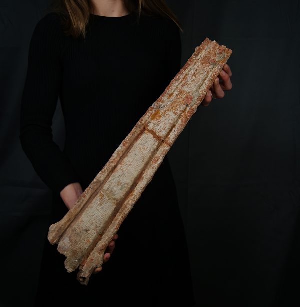 Tribuna Onchopristis numidus