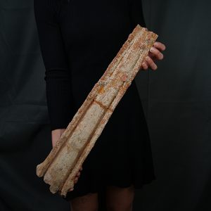 Tribuna Onchopristis numidus