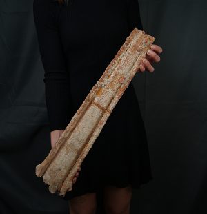 Tribuna Onchopristis numidus