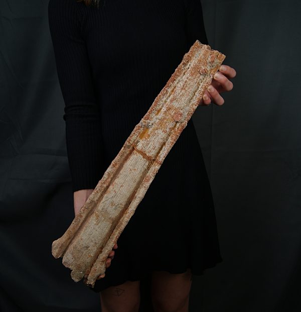 Tribuna Onchopristis numidus