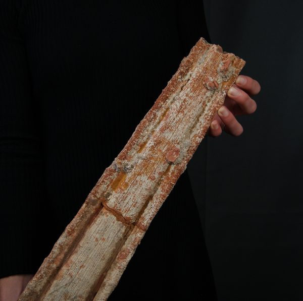 Tribuna Onchopristis numidus