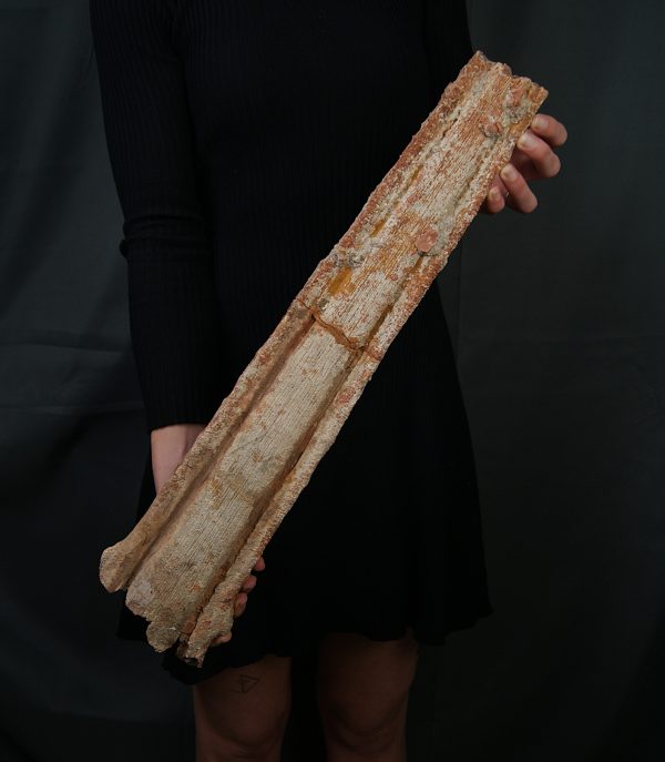 Tribuna Onchopristis numidus