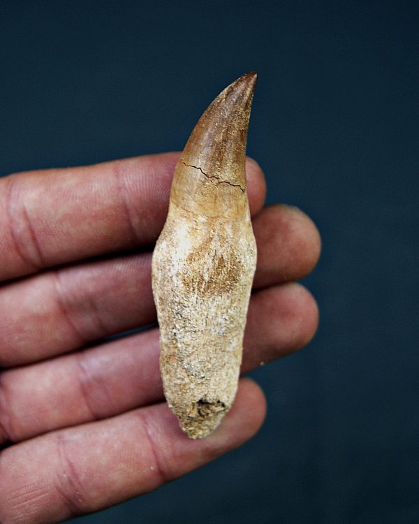 Halisaurus Fosfatos de Marruecos