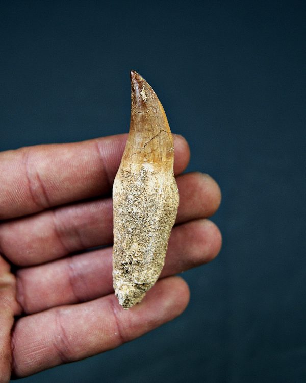 Halisaurus Fosfatos de Marruecos