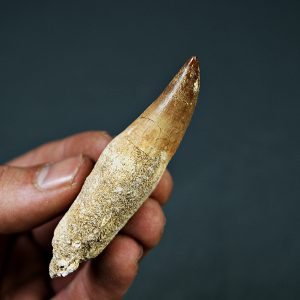 Halisaurus Fosfatos de Marruecos