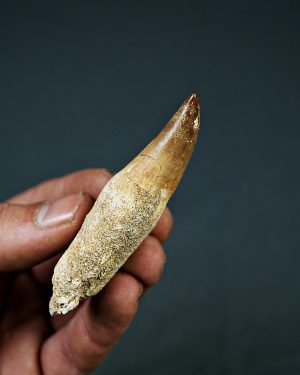 Halisaurus Fosfatos de Marruecos