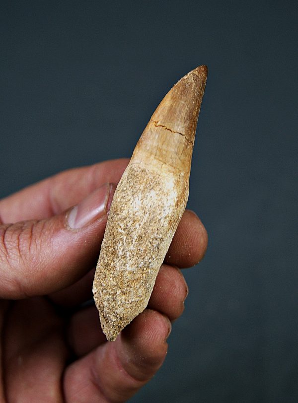 Halisaurus Fosfatos de Marruecos