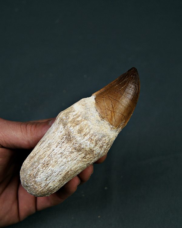 Mosasaurus anceps XXL