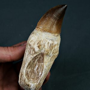 Mosasaurus anceps XXL