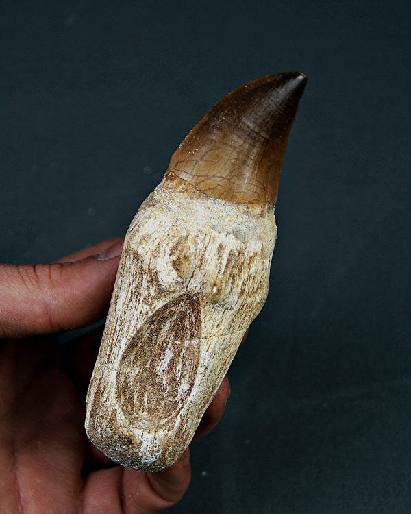 Mosasaurus anceps XXL