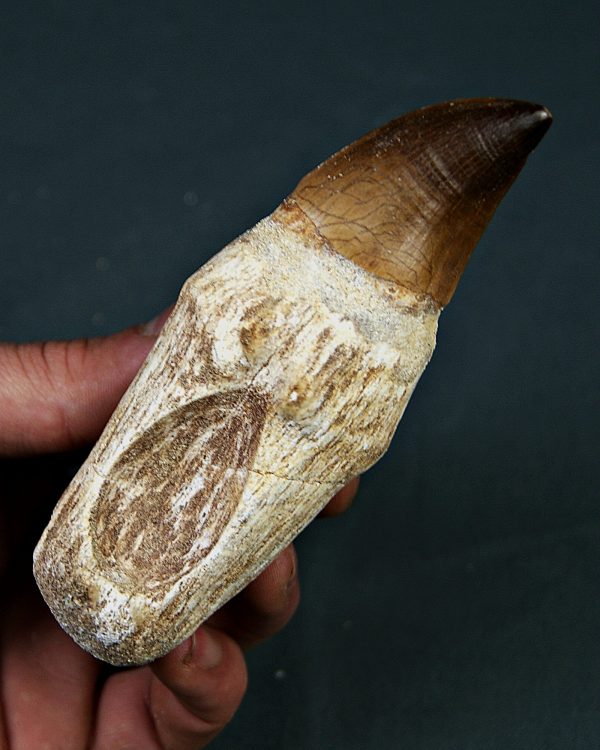 Mosasaurus anceps XXL