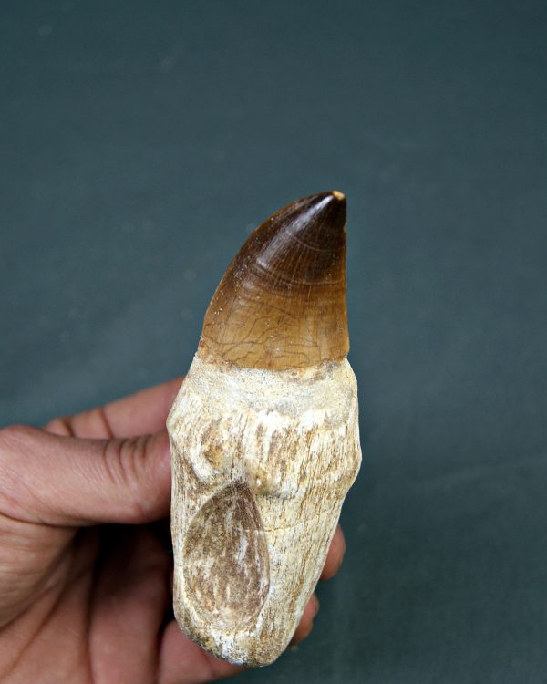 Mosasaurus anceps XXL