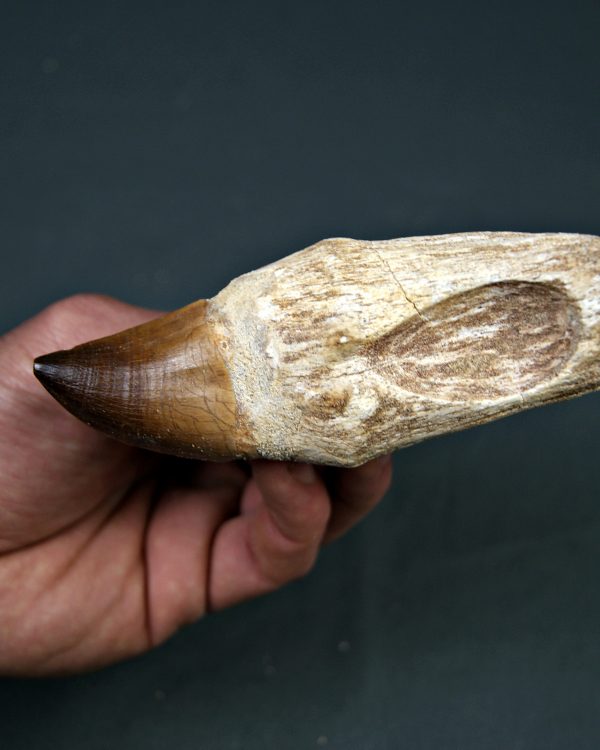 Mosasaurus anceps XXL