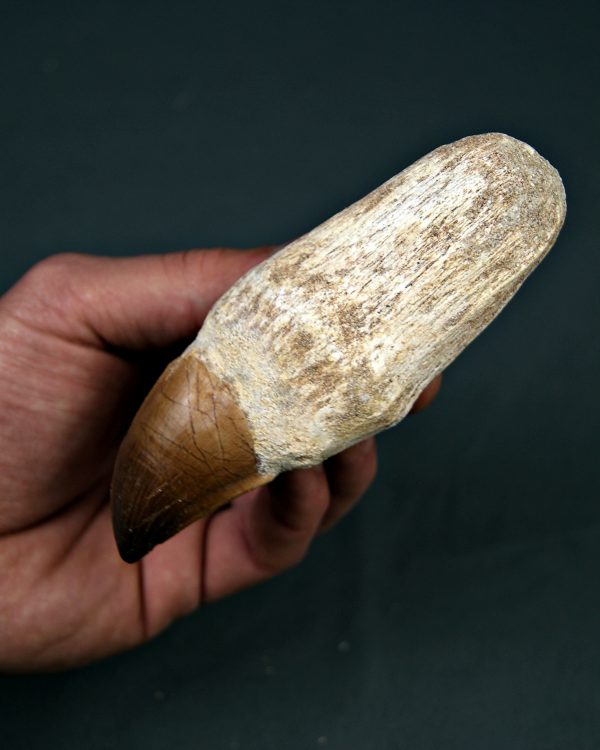 Mosasaurus anceps XXL