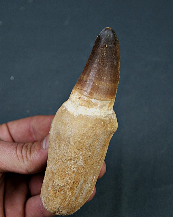 Mosasaurus Prognathodon currii