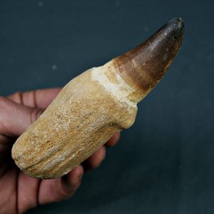 Mosasaurus Prognathodon currii