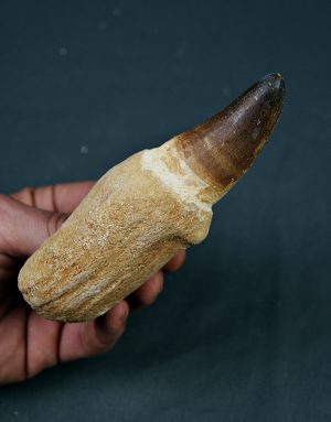 Mosasaurus Prognathodon currii