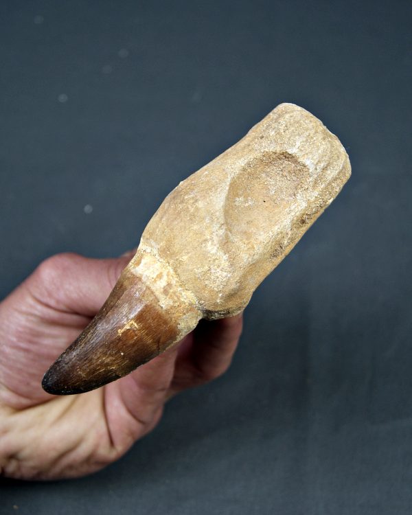 Mosasaurus Prognathodon currii