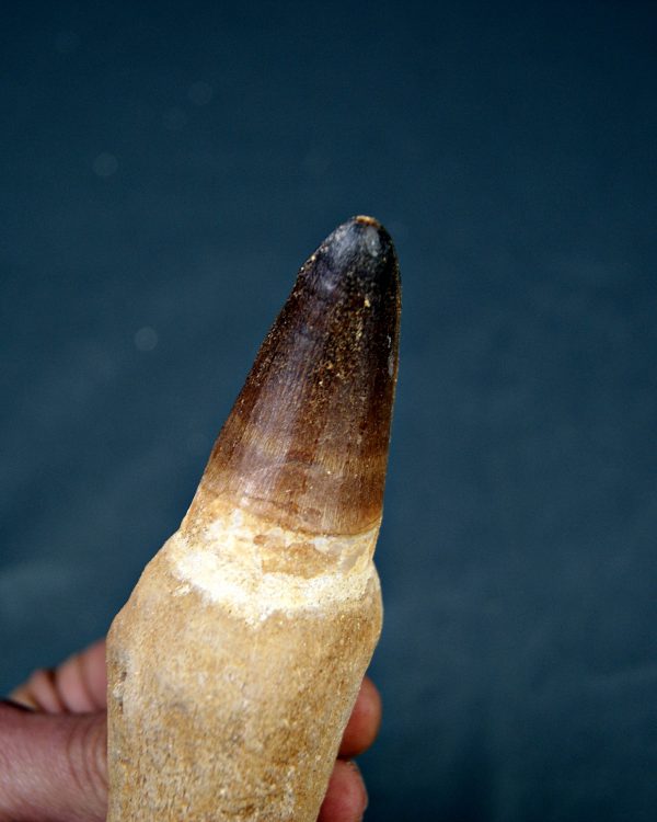 Mosasaurus Prognathodon currii