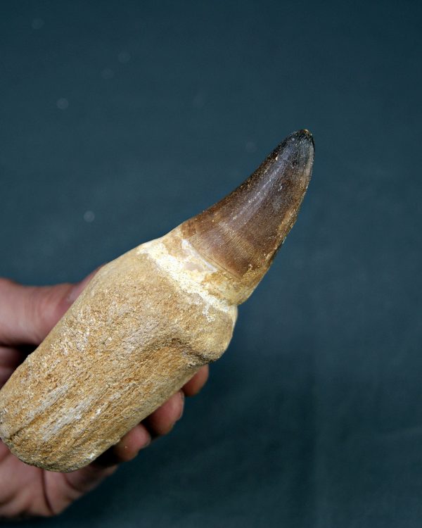 Mosasaurus Prognathodon currii