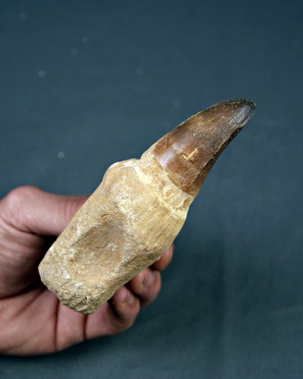 Mosasaurus Prognathodon currii