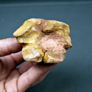 Vértebra cervical de cocodrilo