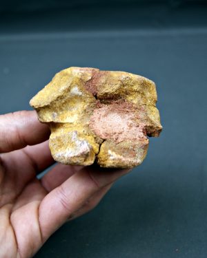 Vértebra cervical de cocodrilo