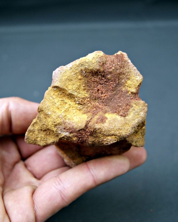 Vértebra cervical de cocodrilo