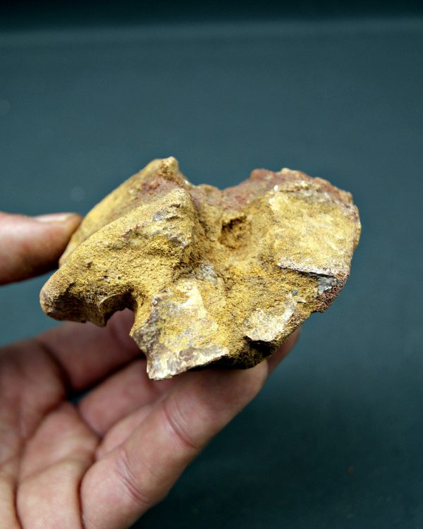 Vértebra cervical de cocodrilo