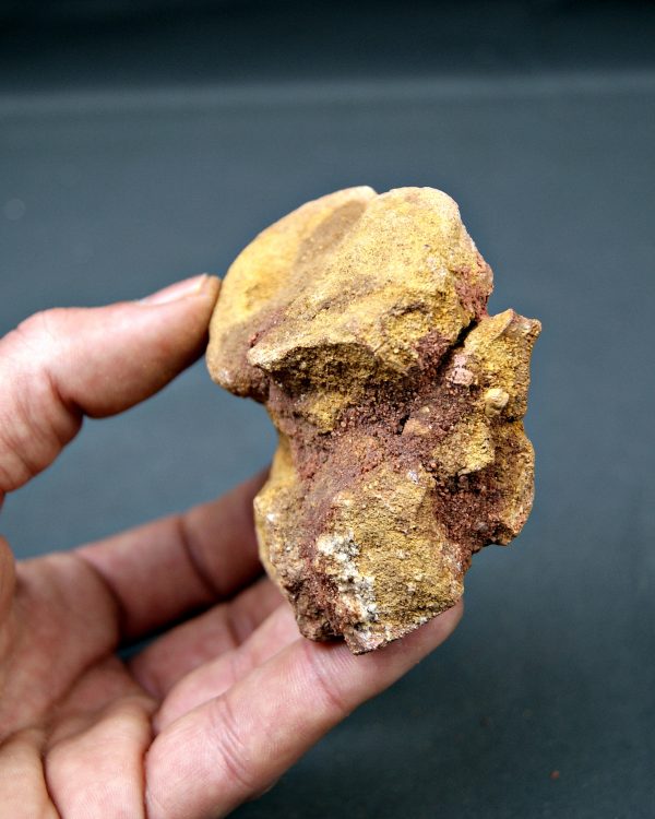 Vértebra cervical de cocodrilo