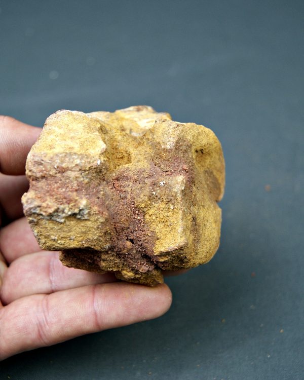 Vértebra cervical de cocodrilo