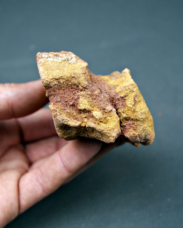 Vértebra cervical de cocodrilo