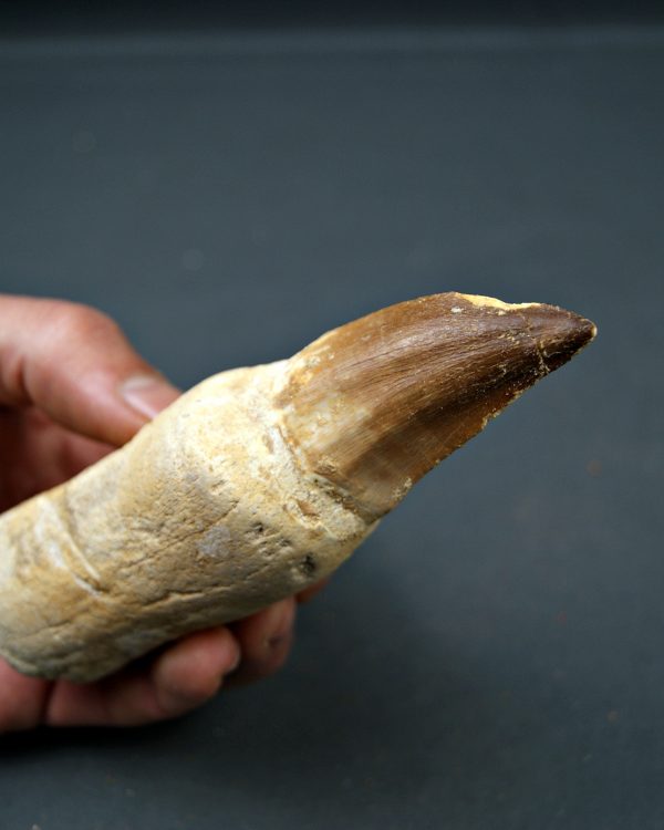 Mosasaurus anceps  14,3 cm