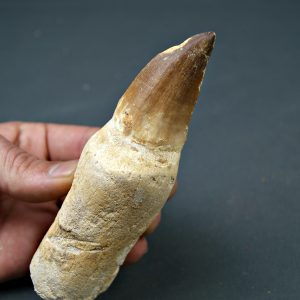 Mosasaurus anceps  14,3 cm