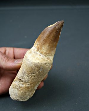 Mosasaurus anceps  14,3 cm