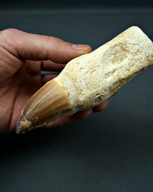 Mosasaurus anceps  14,3 cm