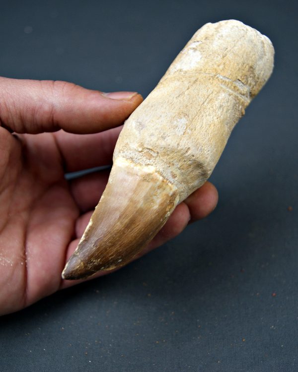 Mosasaurus anceps  14,3 cm