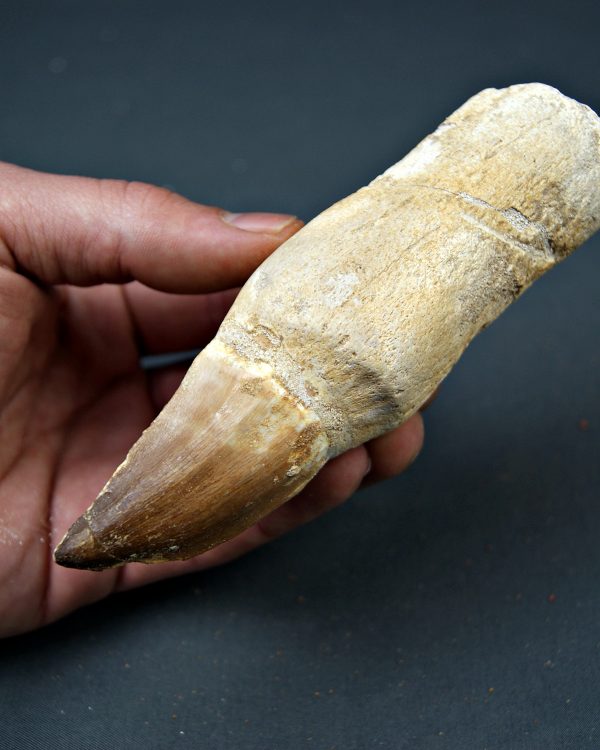 Mosasaurus anceps  14,3 cm