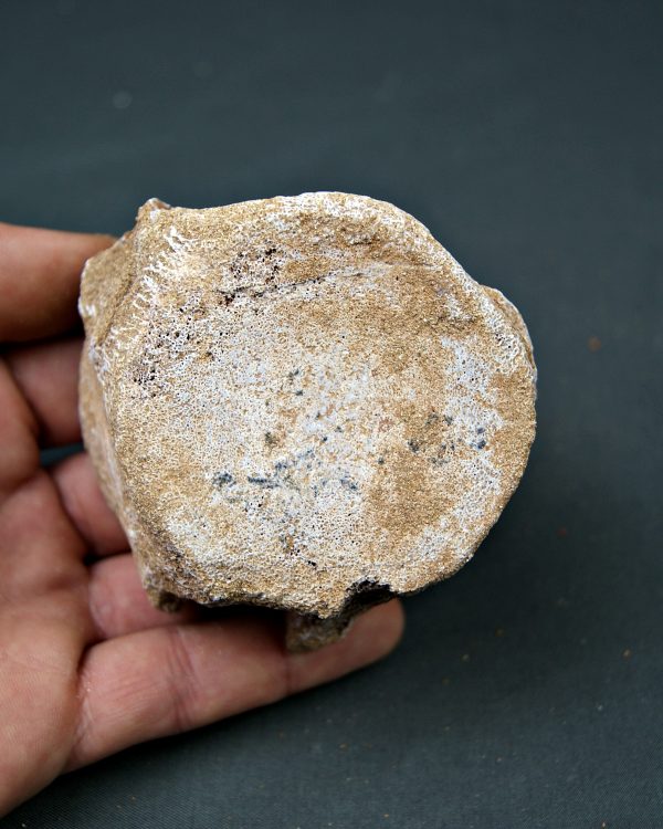 Vértebra de Mosasaurus