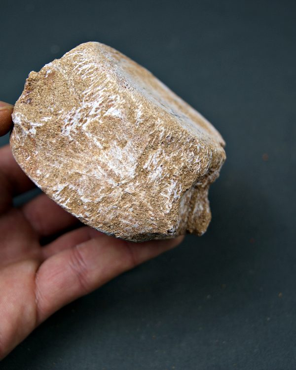 Vértebra de Mosasaurus