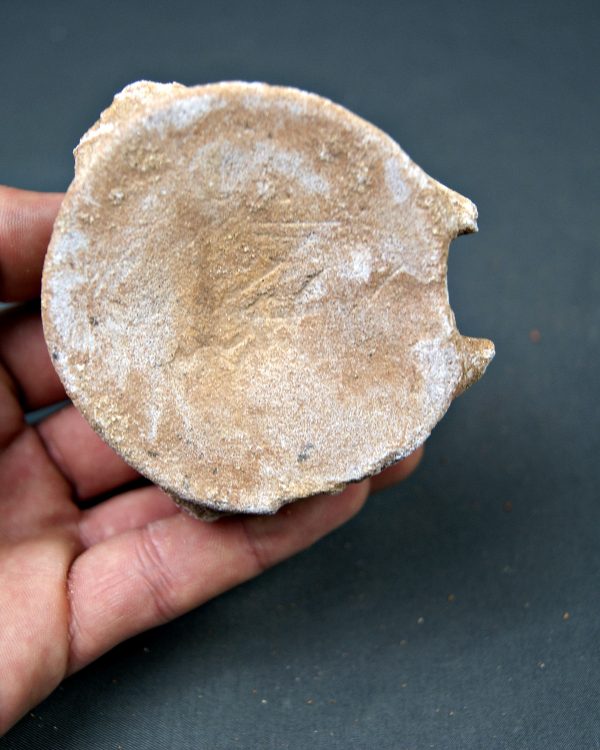 Vértebra de Mosasaurus