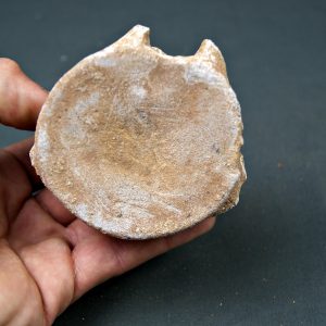 Vértebra de Mosasaurus