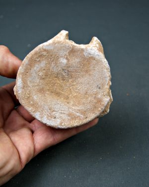 Vértebra de Mosasaurus