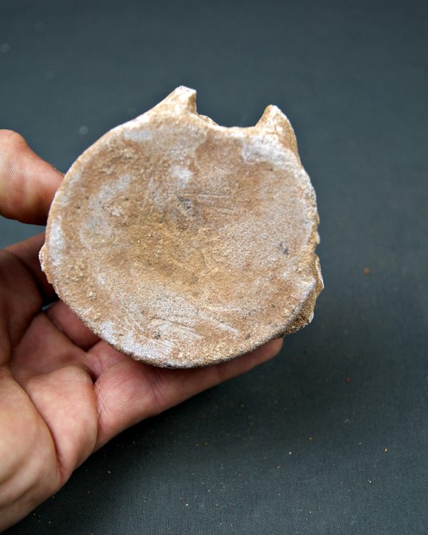 Vértebra de Mosasaurus