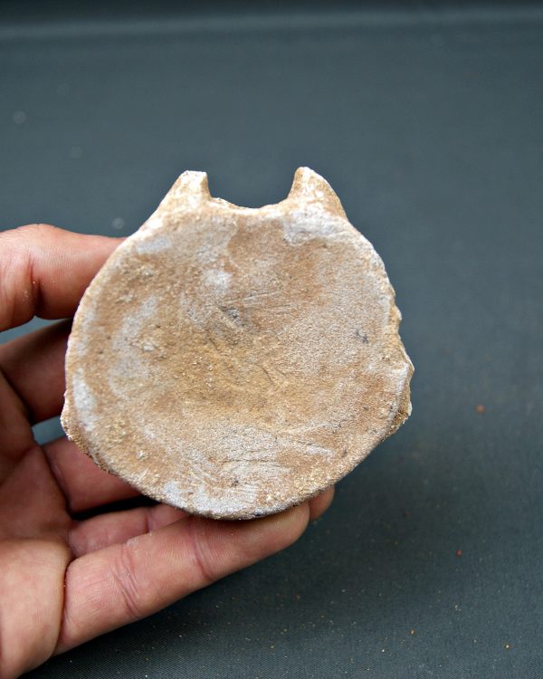 Vértebra de Mosasaurus