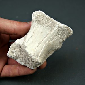 Hueso parcial de aleta de mosasaurio