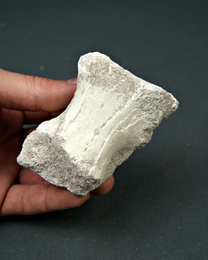 Hueso parcial de aleta de mosasaurio