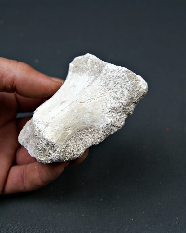 Hueso parcial de aleta de mosasaurio